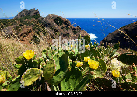 France, Bouches du Rhône, La Ciotat, calanque de Figuerolles, Opuntia ficus-indica Banque D'Images