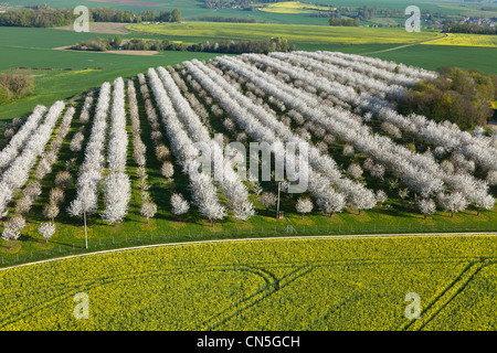 France, Val d'Oise, La Chapelle en Vexin, cerisiers en fleur (vue aérienne)