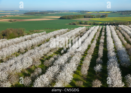 France, Val d'Oise, La Chapelle en Vexin, cerisiers en fleur (vue aérienne)