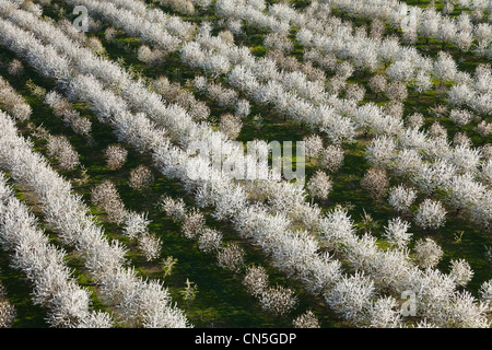 France, Val d'Oise, La Chapelle en Vexin, cerisiers en fleur (vue aérienne)