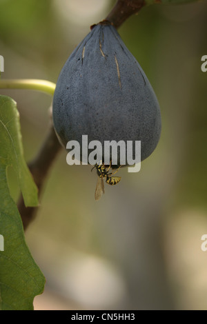 Photo : Steve Race - une guêpe recueille du sirop de sucre à partir de la base d'un venu fig, Catalunya, Espagne. Banque D'Images