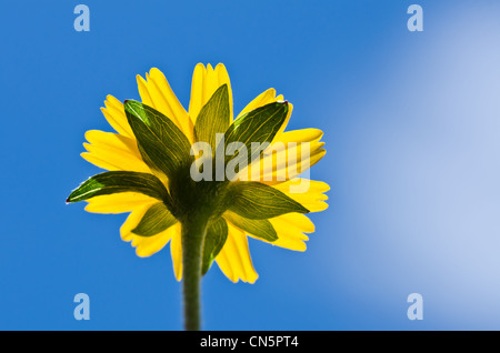 Fleur jaune et bleu ciel en vert nature Banque D'Images