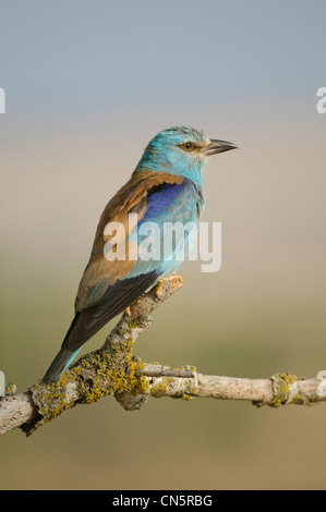 (Coracias garrulus European Roller) sur la surveillance la perche dans les environs du nid, Espagne Banque D'Images