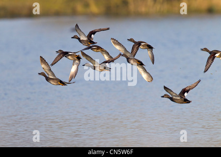 Troupeau de canard chipeau. Anas strepera (Anatidae) en vol au dessus de la Réserve Naturelle d'été Leys Northamptonshire Banque D'Images