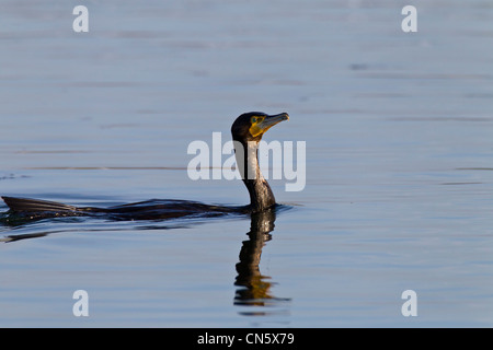 Cormorant. Phalacrocurax cabo (Phalacrocoracidae Banque D'Images