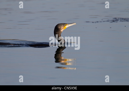 Cormorant. Phalacrocurax cabo (Phalacrocoracidae Banque D'Images