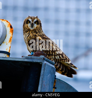 Hibou moyen court sur l'Observateur de l'Océan Banque D'Images