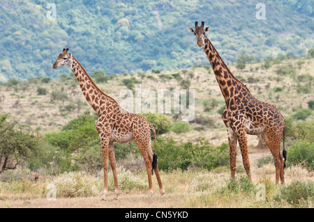 Région d'Arusha, Tanzanie, Rift Valley, se réunit sur la piste de Natron lake, la girafe Banque D'Images