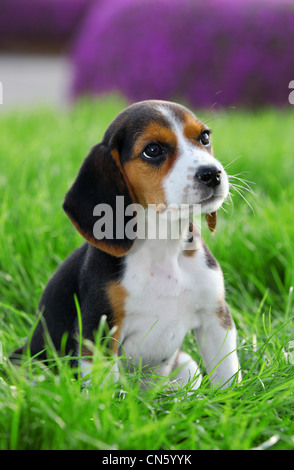 Chien beagle pedigree jouer dehors dans l'herbe Banque D'Images