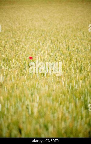 Les coquelicots près de Lacoste Vaucluse Provence Alpes Cote d Azur France Banque D'Images