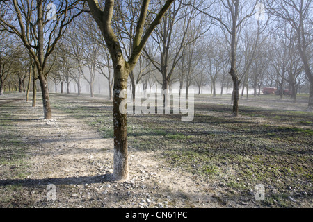 France, Isère, Sud Gresivaudan, le noyer dans un champ d'application de la chaux dans le territoire de l'AOC noix de Grenoble Banque D'Images