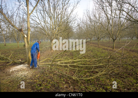 France, Isère, Sud Gresivaudan, taille de noyers dans l'hiver près d'un champ près de Vinay sur le territoire de l'AOC Banque D'Images