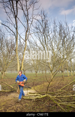 France, Isère, Sud Gresivaudan, taille de noyers dans l'hiver près d'un champ près de Vinay sur le territoire de l'AOC Banque D'Images