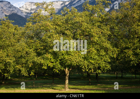 France, Isère, Sud Gresivaudan, noyer domaine de la zone de production d ? ?l'AOC noix de Grenoble près de Vinay, au pied de Banque D'Images