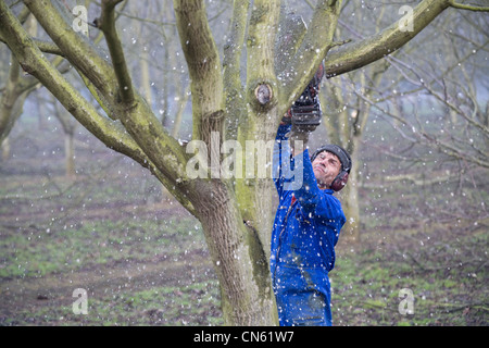 France, Isère, Sud Gresivaudan, taille de noyers dans l'hiver près d'un champ près de Vinay sur le territoire de l'AOC Banque D'Images