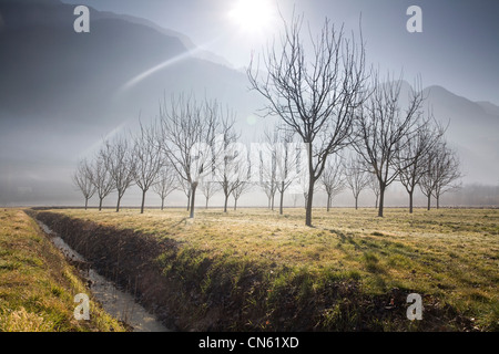 France, Isère, Sud Gresivaudan, domaine de l'AOC noix Greoble en hiver au pied du Vercors Banque D'Images