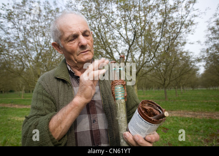 France, Isère, Sud Gresivaudan, greffage de noyers dans une ferme près de Vinay sur le territoire de l'AOC noix de Grenoble Banque D'Images