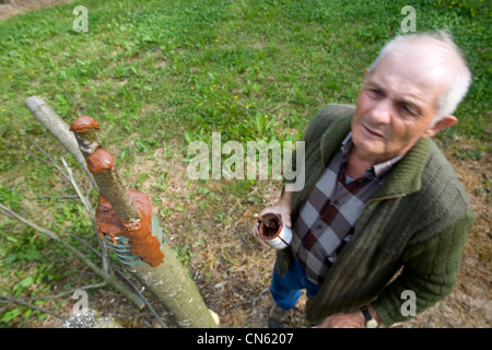 France, Isère, Sud Gresivaudan, greffage de noyers dans une ferme près de Vinay sur le territoire de l'AOC noix de Grenoble Banque D'Images