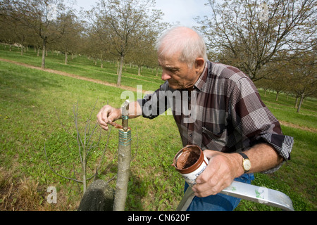 France, Isère, Sud Gresivaudan, greffage de noyers dans une ferme près de Vinay sur le territoire de l'AOC noix de Grenoble Banque D'Images