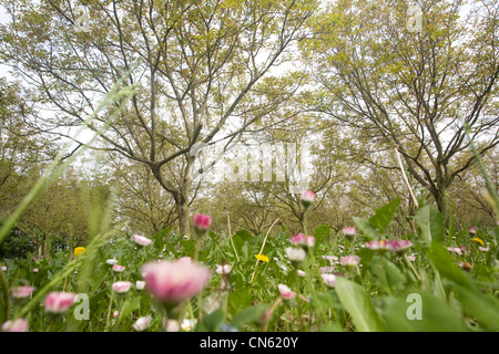 France, Isère, Sud Gresivaudan, noyer champ au printemps sur le territoire de production de la noix de Grenoble AOC près de Vinay Banque D'Images