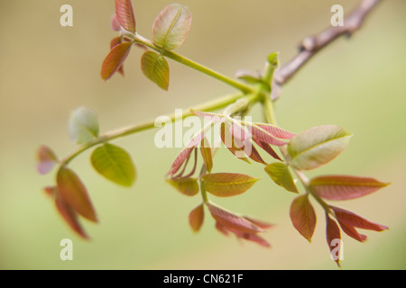 France, Isère, Sud Gresivaudan, noyer les semis au printemps dans un champ près de Vinay, la noix de Grenoble AOC salon Banque D'Images