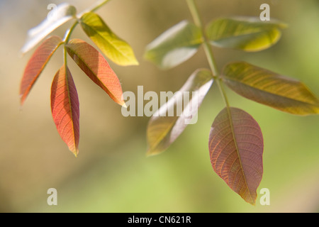 France, Isère, Sud Gresivaudan, noyer les semis au printemps dans un champ près de Vinay, la noix de Grenoble AOC salon Banque D'Images