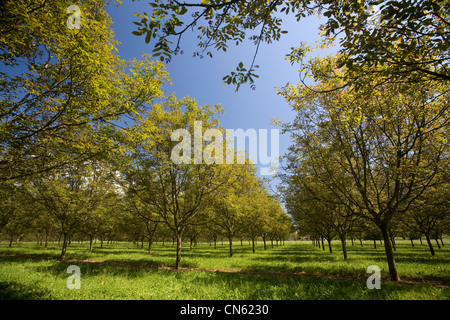 France, Isère, Sud Gresivaudan, noyer champ au printemps sur le territoire de production de la noix de Grenoble AOC près de Vinay Banque D'Images