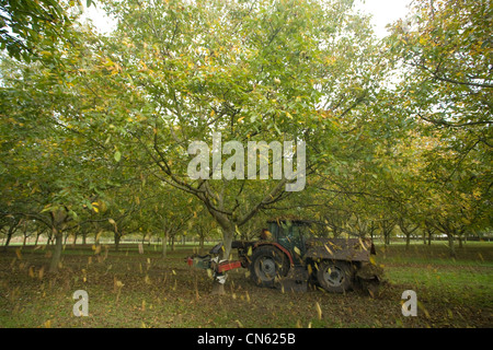 France, Isère, Sud Gresivaudan, noyer shaker à la récolte de l'AOC noix de Grenoble près de Tullins Banque D'Images