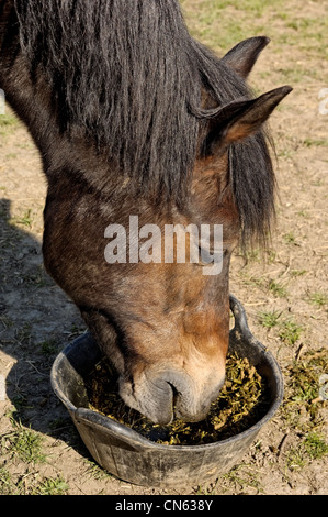 Portrait d'un Welsh Cob de manger à partir d'un godet d'alimentation Banque D'Images