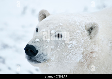 L'ours blanc, Ursus maritimus, Wapusk National Park, près de Hudson Bay, Cape Churchill, Manitoba, Canada Banque D'Images