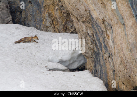 Le renard roux (Vulpes vulpes) perdus dans l'immensité des Alpes en hiver. Banque D'Images