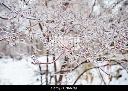 Bourgeons encastré dans la glace. Banque D'Images