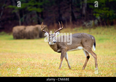 White-tailed Deer Buck dans la Cades Cove dans le parc national Great Smokey Mountains au Tennessee Banque D'Images