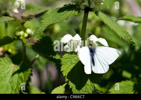 Small White (Pieris rapae) butterfly Banque D'Images