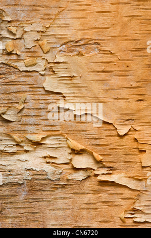 L'écorce pelée d'un arbre du bouleau à papier Banque D'Images