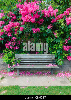 Fleurs au printemps dans un parc de Portland. Banque D'Images