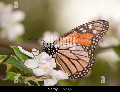 Papillon monarque pollinisant un Apple Blossom au début du printemps Banque D'Images