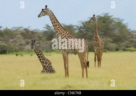 Les Girafes Masai en plaine-un couché Banque D'Images