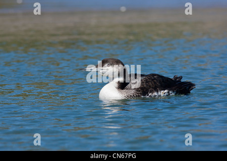 Plongeon huard (Gavia immer) sur l'eau Banque D'Images