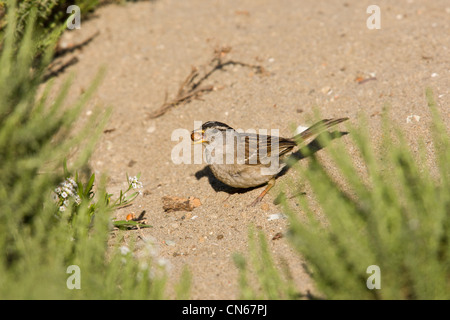 Bruant à couronne blanche (Zonotrichia leucophyrs) sur la plage avec la semence dans la bouche Banque D'Images