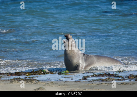 L'éléphant (Mirounga angustirostris) femmes qui sortent de l'eau Banque D'Images