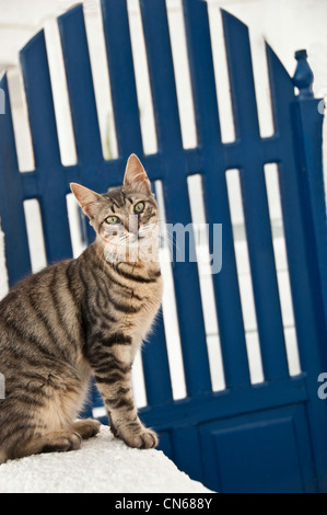 Chat tigré par une porte bleue. Banque D'Images