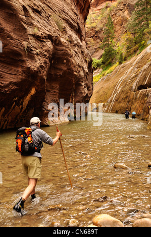 Les randonneurs à gué l'embranchement nord de la rivière vierge à Sion Narrows, en Utah. Banque D'Images