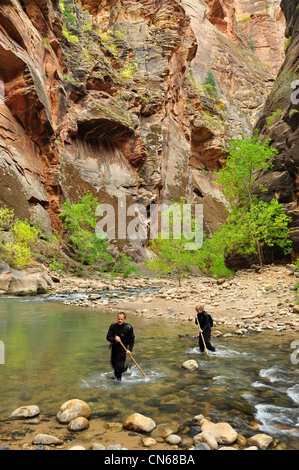 Les randonneurs crossing embranchement nord de la rivière vierge en Utah's Zion Canyon. Banque D'Images