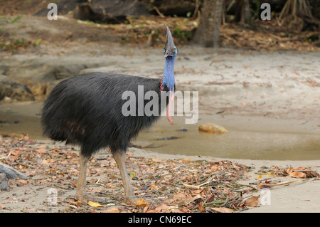 Casoar sud Casuarius casuarius femme photographié dans le nord du Queensland, Australie Banque D'Images