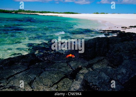 Sally Lightfoot crabe sous ciel de ceruléan sur des rochers, îles Galapagos, Équateur Banque D'Images