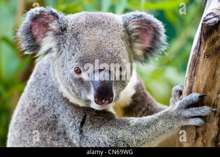 Koala dans un arbre d'eucalyptus, Queensland, Australie Banque D'Images