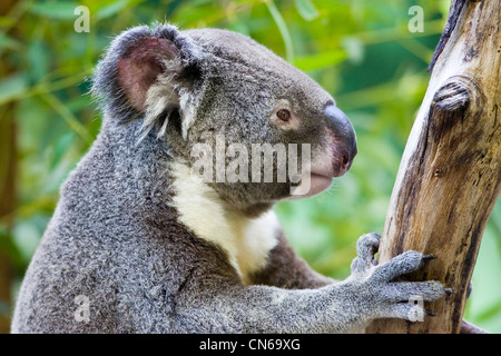 Koala dans un arbre d'eucalyptus, Queensland, Australie Banque D'Images