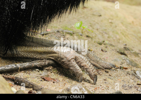 Casoar sud Casuarius casuarius libre de photographié dans les tropiques humides, North Queensland, Australie Banque D'Images