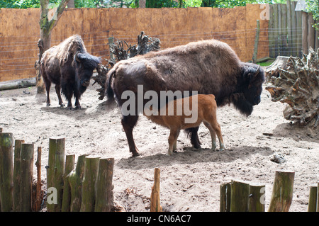 Jeune veau de bison boire du lait à sa mère à Nordhorn Zoo, Allemagne Banque D'Images